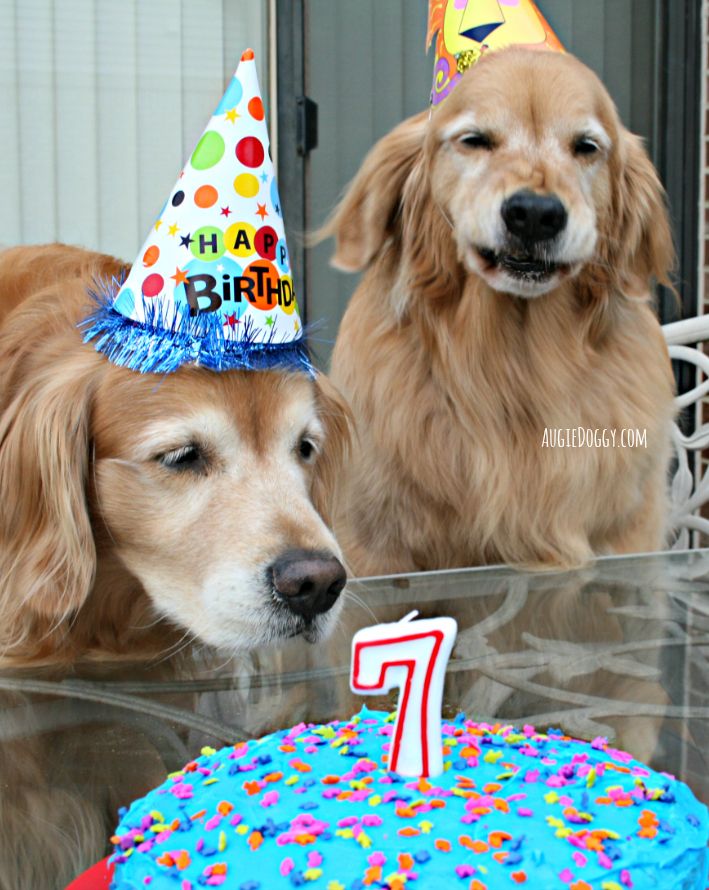 This Birthday Cake Looks Suspicious Goldenretriever Golden