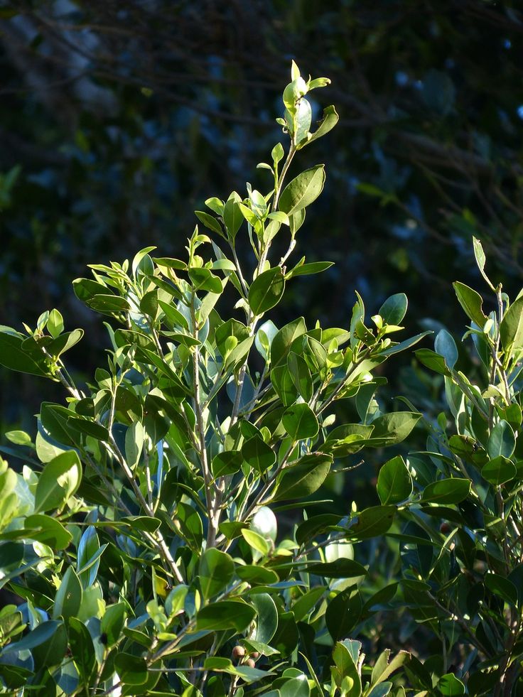Die besten 25+ Kirschlorbeer hecke Ideen auf Pinterest - gartenstraucher immergrun winterhart Die besten 25+ Kirschlorbeer hecke Ideen auf Pinterest - gartenstraucher immergrun winterhart