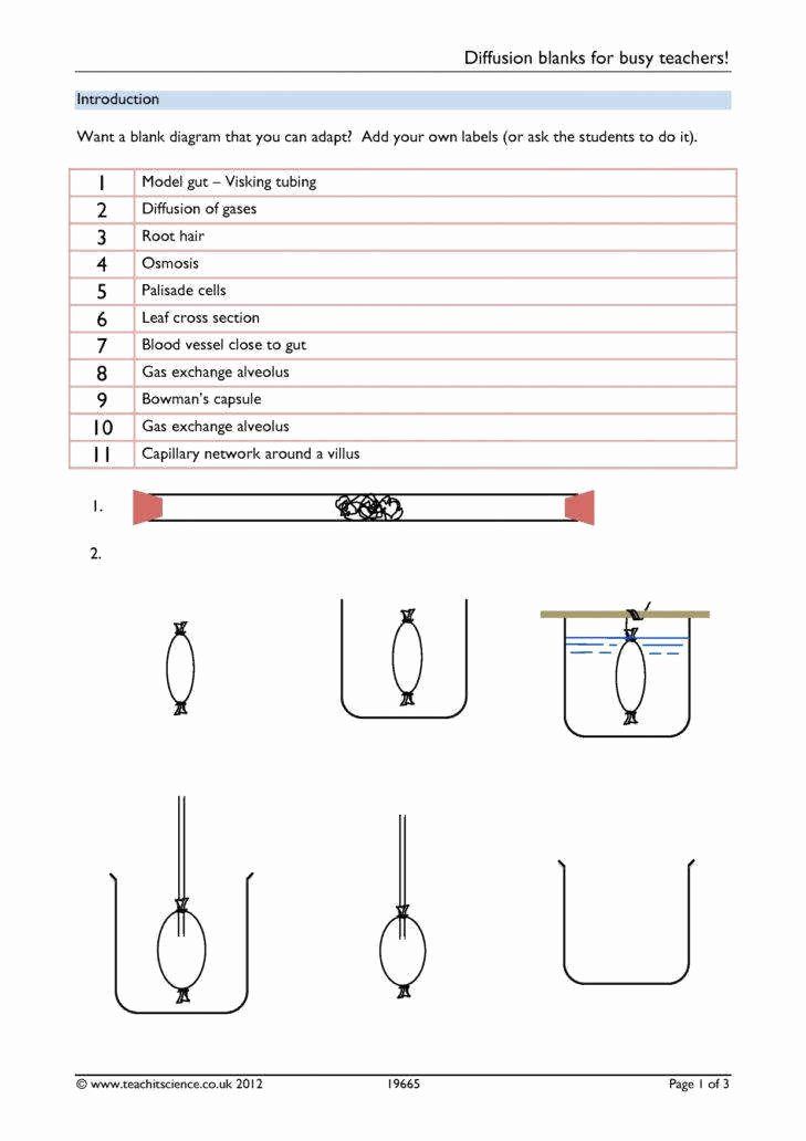 Diffusion And Osmosis Worksheet