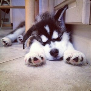 Best Way To Wrap A Dogs Paw Best Way To Wrap A Dogs Paw
