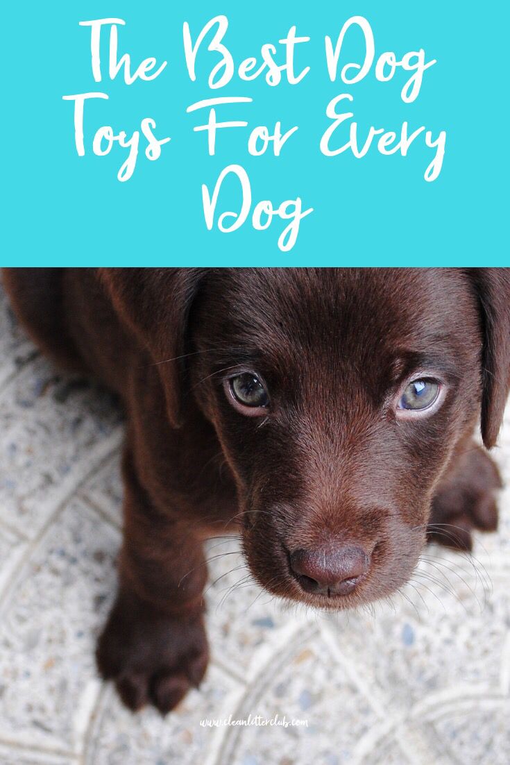 Shop Here For All Your Dog Toys Needs Fun And Interactive Toys