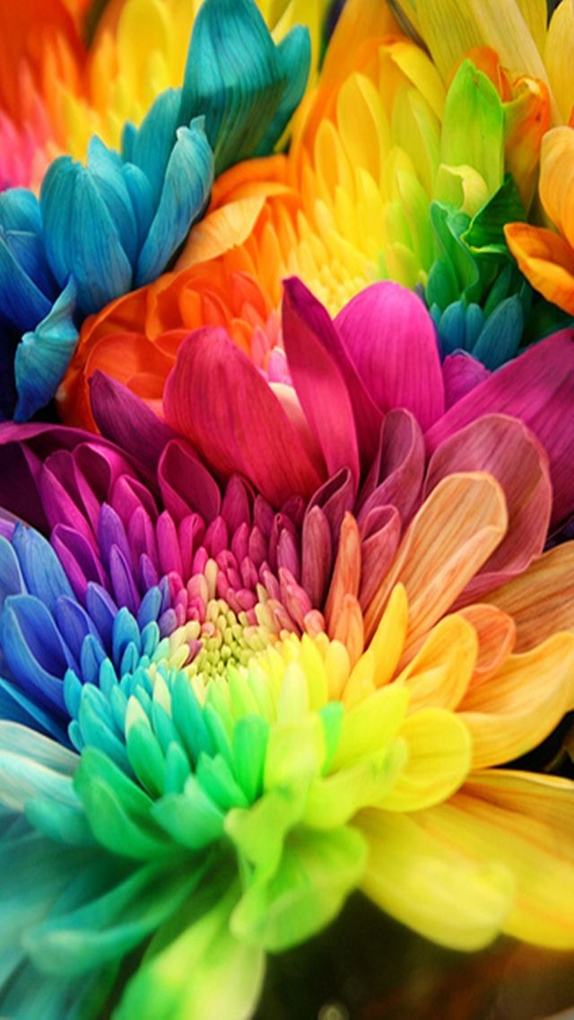 color flower wallpaper