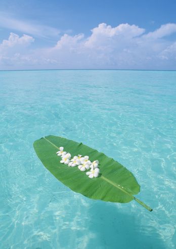モルディブ のスマホ壁紙 Id Banana Leaf Floating On The Sea 壁紙 Com ハワイ 画像 モルディブ 美しい景色 モルディブ のスマホ壁紙 Id Banana Leaf Floating On The Sea 壁紙 Com ハワイ 画像 モルディブ 美しい景色
