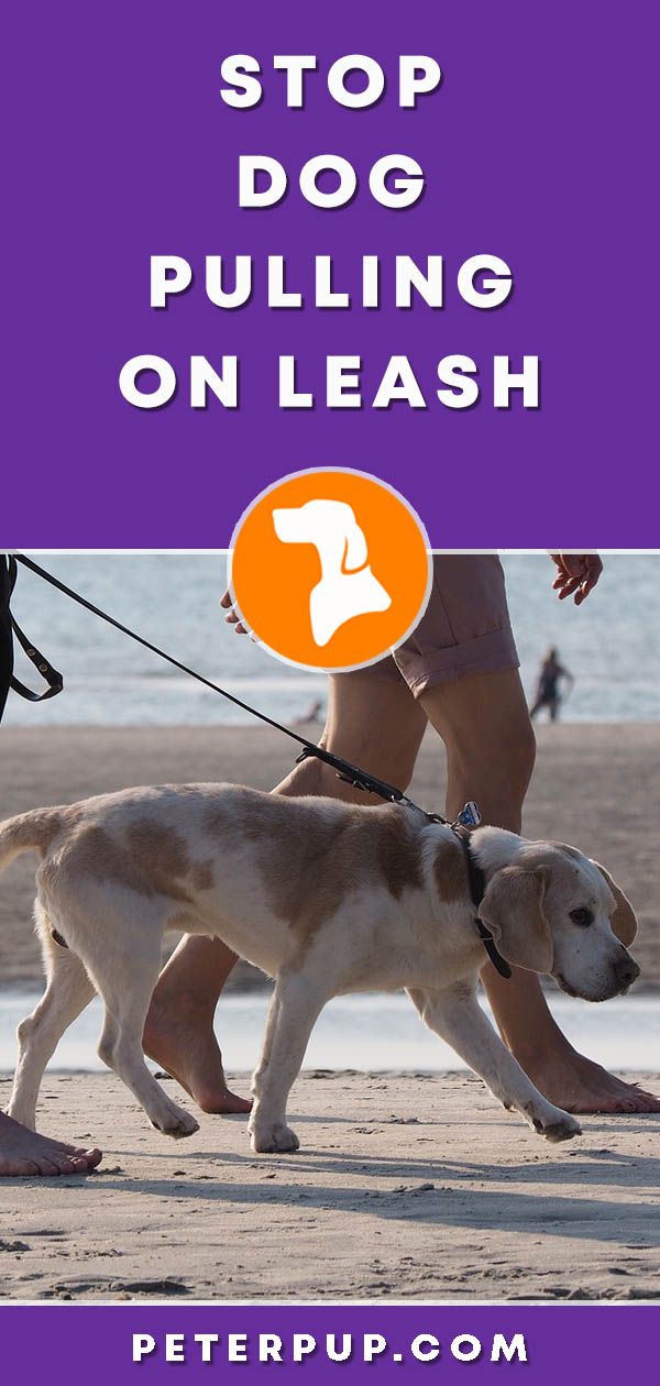 How To Stop If Your Dog Is Pulling On Leash Dog Training Dog