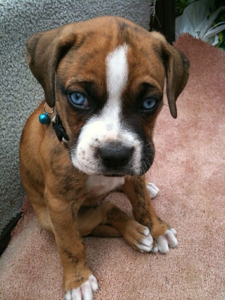 Awwww Super Duper Cute Boxer Puppies Boxer Dogs Boxer Puppy Awwww Super Duper Cute Boxer Puppies Boxer Dogs Boxer Puppy