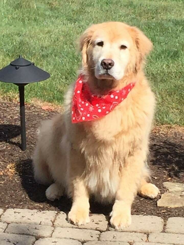 That White Face Golden Puppy Cute Animal Pictures Dogs Golden