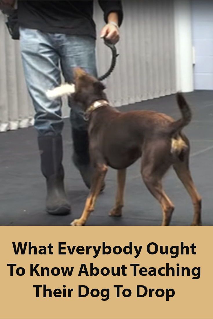 Teach Your Dog To Drop This Is The First Step For Many Training