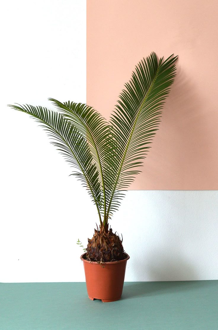 best 25+ tropical house plants ideas only on pinterest | flowering best 25+ tropical house plants ideas only on pinterest | flowering