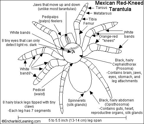 Kid Facts About Funnel Spiders Kid Facts About Funnel Spiders