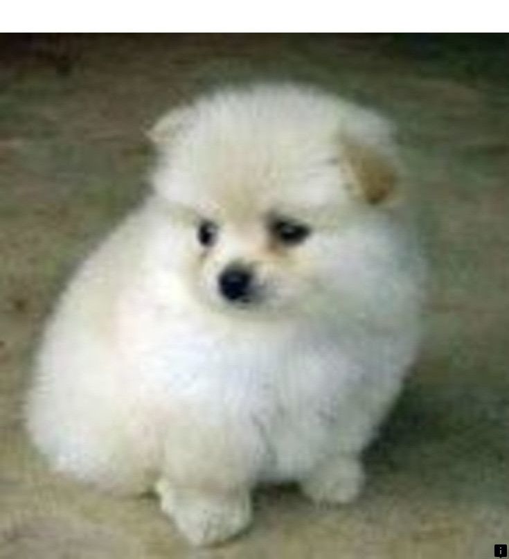 Check Out The Webpage To Read More About Teacup Pug Puppies For