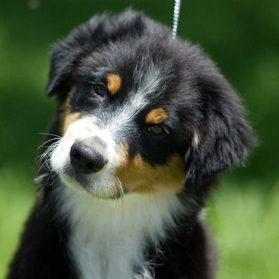 black tri australian shepherd puppy best 25 black tri australian shepherd ideas on black australian shepherd black tri australian shepherd puppy best 25 black tri australian shepherd ideas on black australian shepherd