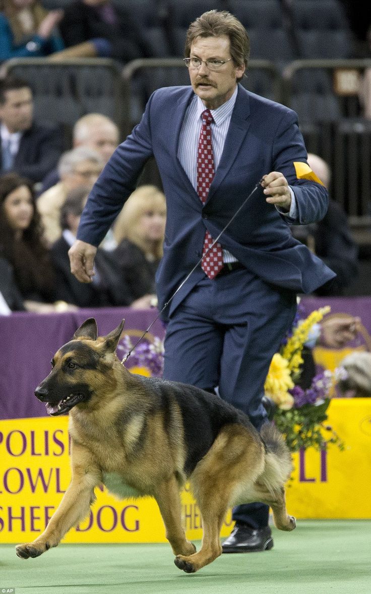 australian shepherd westminster 2016 130 best conformation dog shows images on pinterest westminster australian shepherd westminster 2016 130 best conformation dog shows images on pinterest westminster