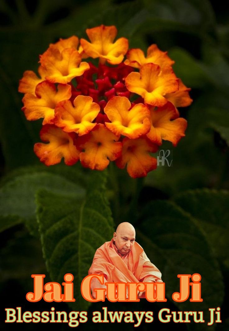An Orange Flower With The Words Sai Guru Ji Blessing Always Guru Ji an-orange-flower-with-the-words-sai-guru-ji-blessing-always-guru-ji