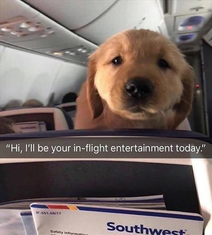 Hey, There's a Dog On Plane (12 Pics) Funny dog memes, Cute dogs