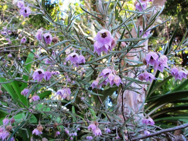 Garden Ideas Perth 26 best perth wa native garden ideas images on pinterest | native Garden Ideas Perth 26 best perth wa native garden ideas images on pinterest | native