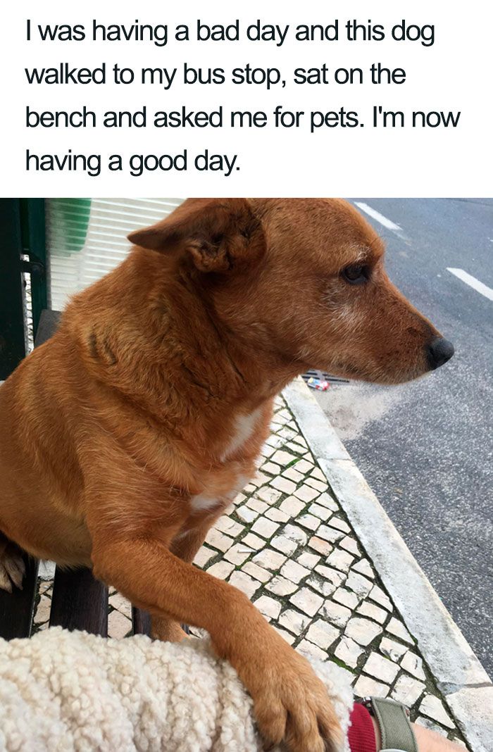 30 Wholesome Dog Posts That Will Hopefully Make Your Day New Pics