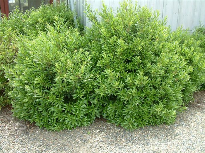 pacific wax myrtle tree - Google Search | Evergreen plants, Myrtle tree