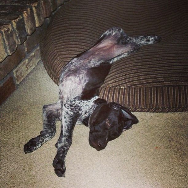 Resultado de imagen para German shorthaired belly rub