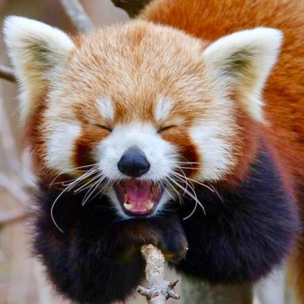 Red Panda Cake Topper Red Panda Cake Topper