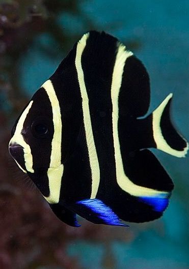 angelfish tropical saltwater aquarium