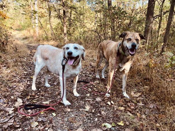 Your Habitat 2 Traveling Dogs Habitats Dog Blog Snackies