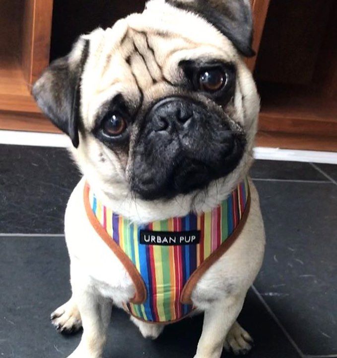 Urban Pup Henley Harness Available At Www Ilovepugs Co Uk Size S