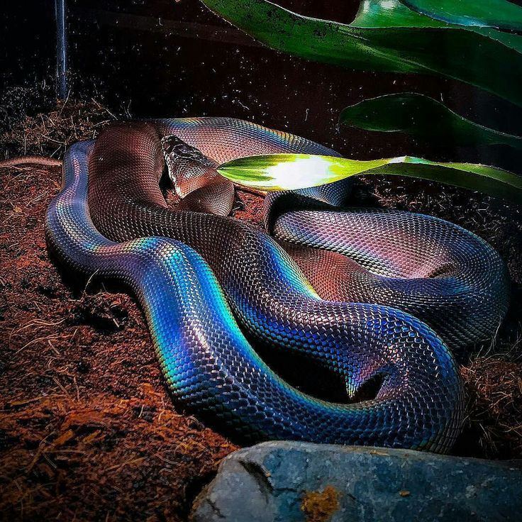 white lipped python white lipped python