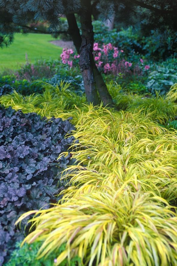 Die besten 25+ Hosta pflanzen Ideen auf Pinterest Hosta gärten - pflanzen fur steingarten schatten Die besten 25+ Hosta pflanzen Ideen auf Pinterest Hosta gärten - pflanzen fur steingarten schatten