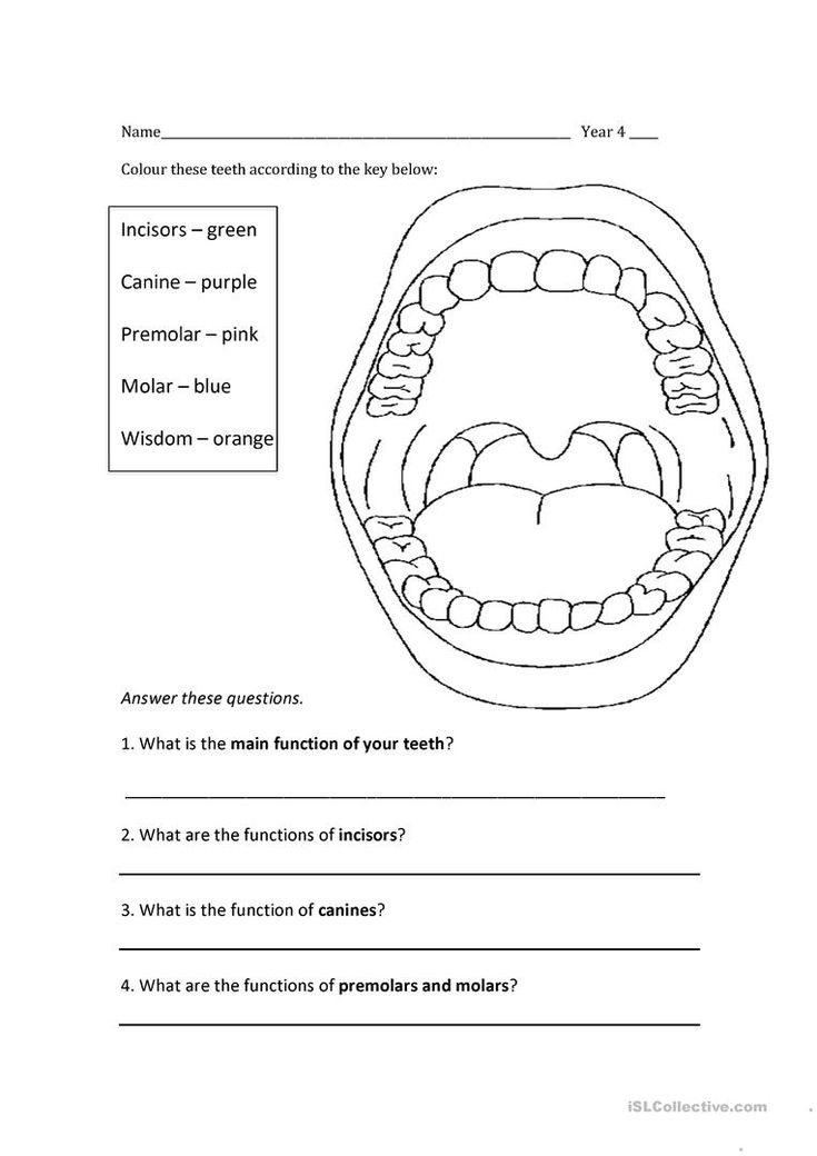 teeth, incisor, canine, premolar, molar, function English ESL teeth, incisor, canine, premolar, molar, function English ESL