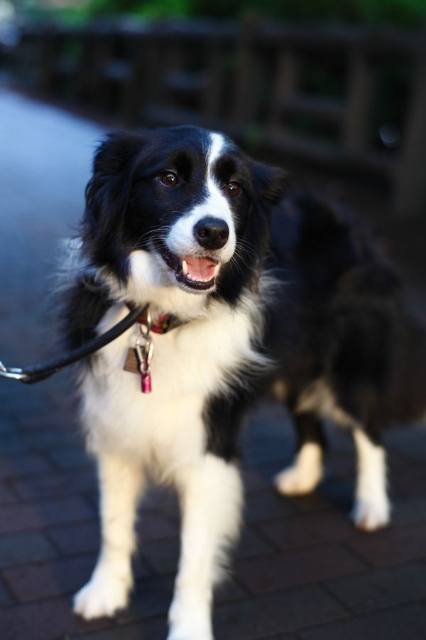 australian shepherd x border collie puppies best 25 border collie ideas on pinterest border collie puppies australian shepherd x border collie puppies best 25 border collie ideas on pinterest border collie puppies