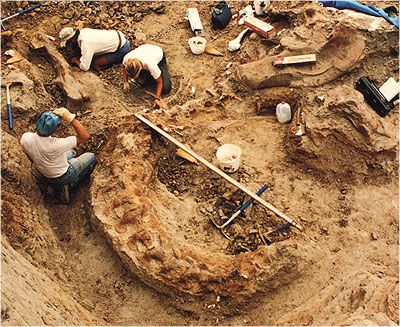 carbon-14 dating is useful for paleontologists researching dinosaurs harold and maude dating questionnaire