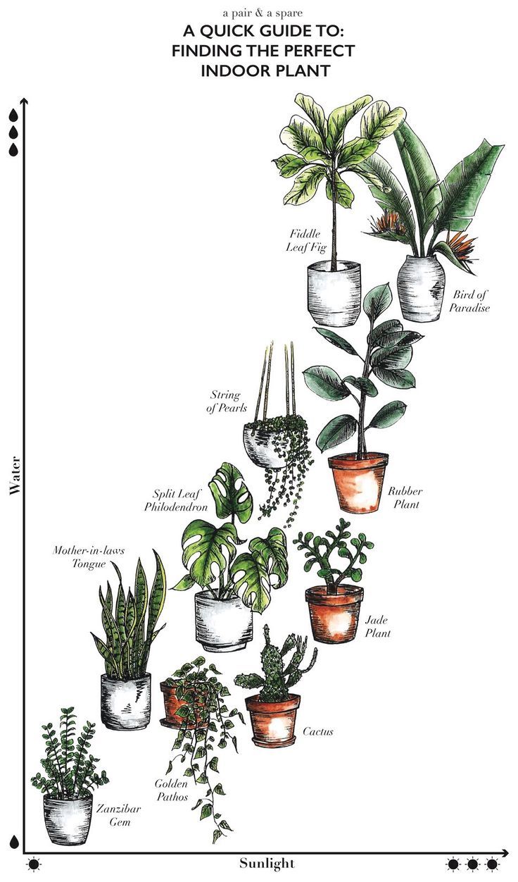 How To Pick The Perfect Indoor House Plant Room Ideas Plants Indoor House Plant