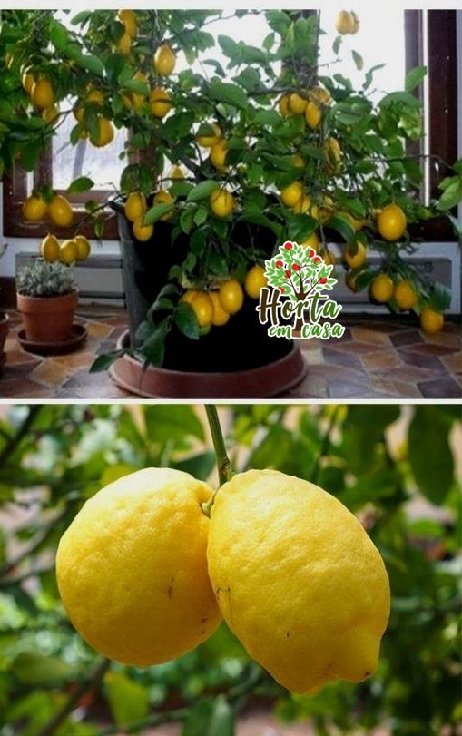 Cultivo de Limoeiro: O que é, Plantio, Cultivo, Usos!