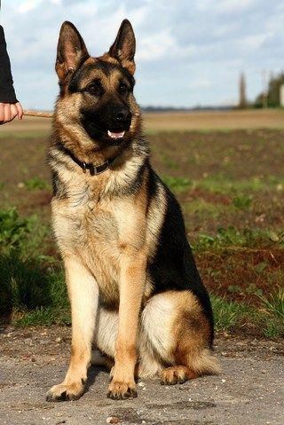 Yorkshire Terriers Are A Small Breed Of Toy Pets Weighing Weak Seven Pounds As S Their Size German Sheperd Dogs Shepherd Yorkshire Terriers Are A Small Breed Of