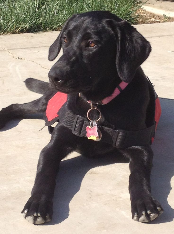 Best Breeds For Autism Service Dogs Best Breeds For Autism Service Dogs