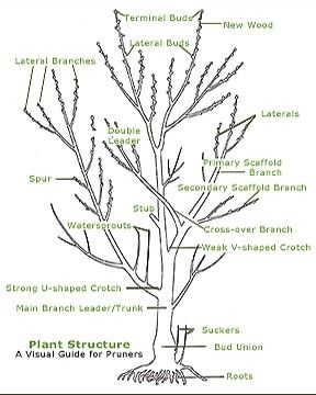 Tree removal and stump grinding near me