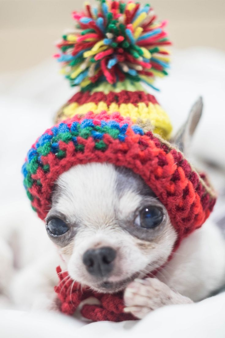 A Cute Chihuahua Puppy Is Ready For Winter Cute Puppy Dog