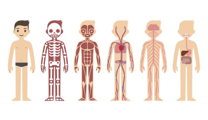 Los órganos Del Cuerpo Humano Están Diseñados Para Cumplir Diferentes Funciones Independientes Organos Del Cuerpo Humano Cuerpo Humano Cuerpo Humano Para Niños