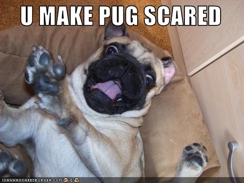pug captions for instagram best 25 pug pictures ideas on pug pictures pugs and pugs pug captions for instagram best 25 pug pictures ideas on pug pictures pugs and pugs