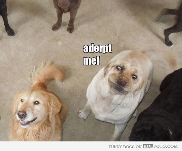 71 best funny faces images on pinterest animals, funny animals fe63f2f58a3428c9d5be9d0cb39388cb ways to lose weight reduce weight 71 best funny faces images on pinterest animals, funny animals,Funny Dog Face Meme