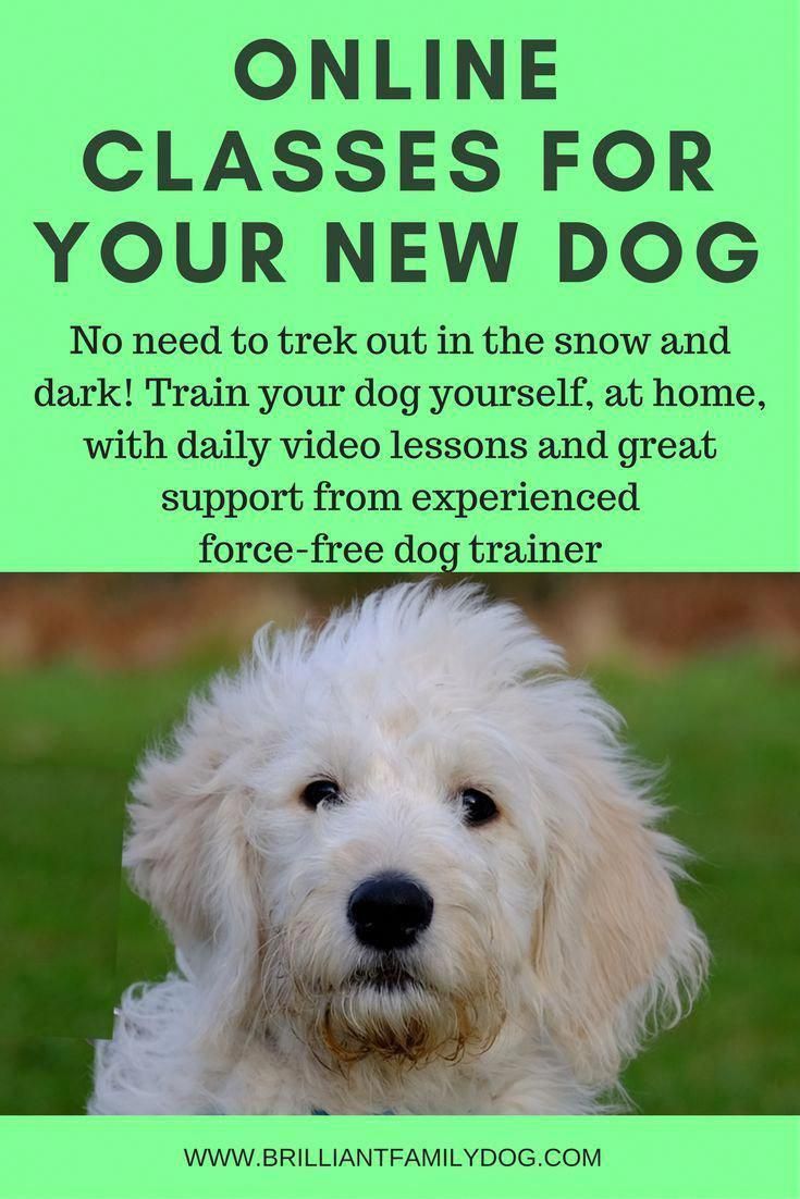 Bighearted Doubled Cool Dog Training See Pricing Online Dog