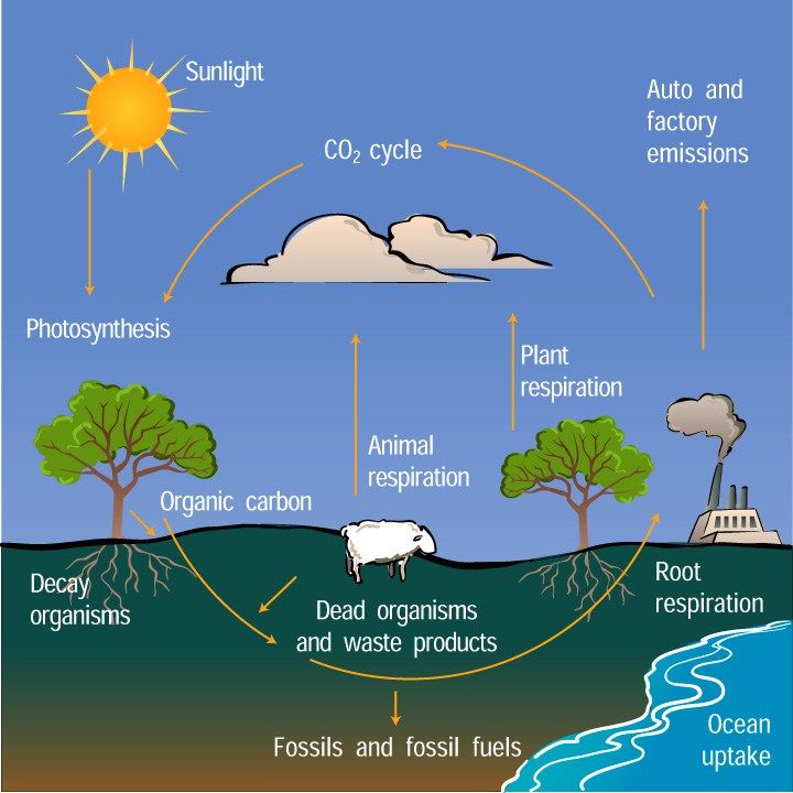 Ielts Writing Task 1 Cycle Diagram With Sample Answer