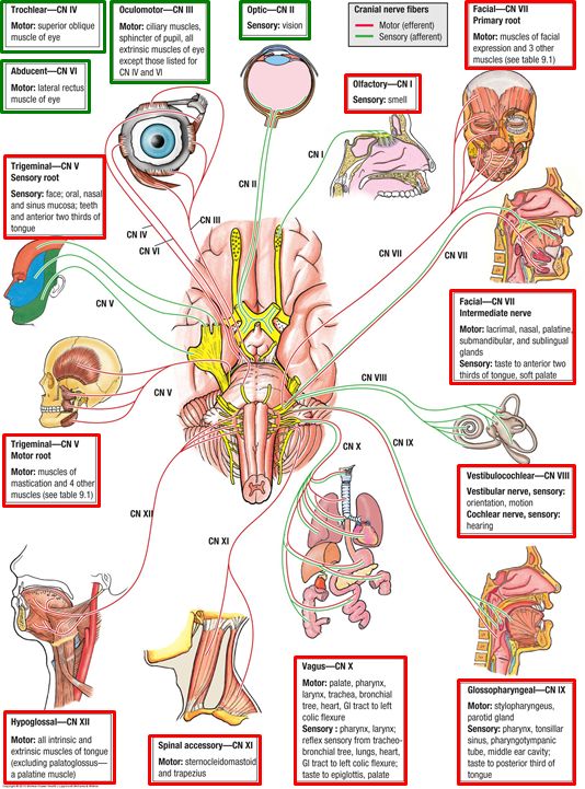 2.07 - Cranial Nerves V2, V3, 7-12 (Neuro | Anatomy | Eileen Kalmar