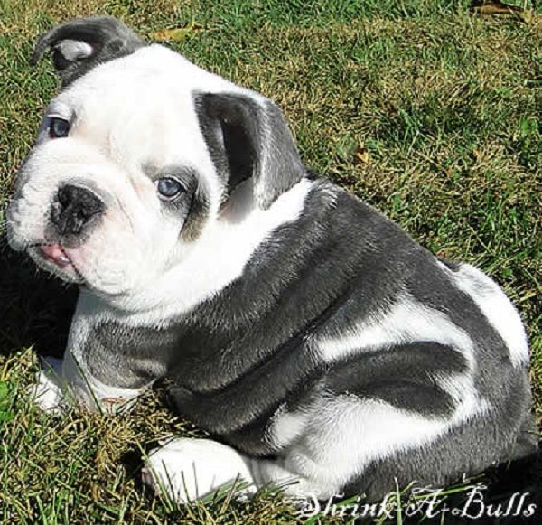 Miniature Old English Bulldog Puppies For Sale Zoe Fans Blog