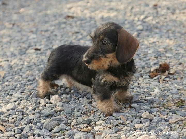 Cute Wirehair Dachshund Puppies Wire Haired Dachshund Dachshund