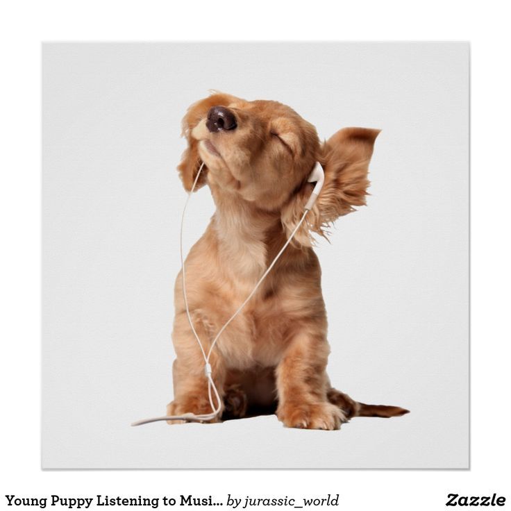 POSTER Listen to the Music Dog With Headphones