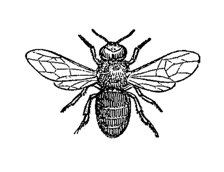 10 best honey bee tattoo images on pinterest visual identity 10 best honey bee tattoo images on pinterest visual identity
