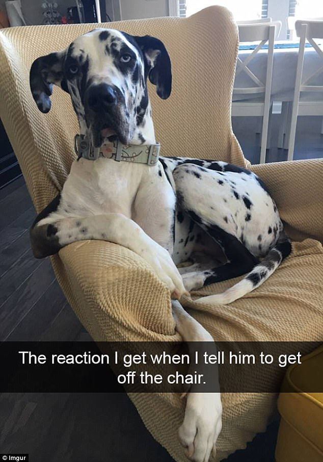 There Is No Question About Who This Great Dane Thinks The Chair