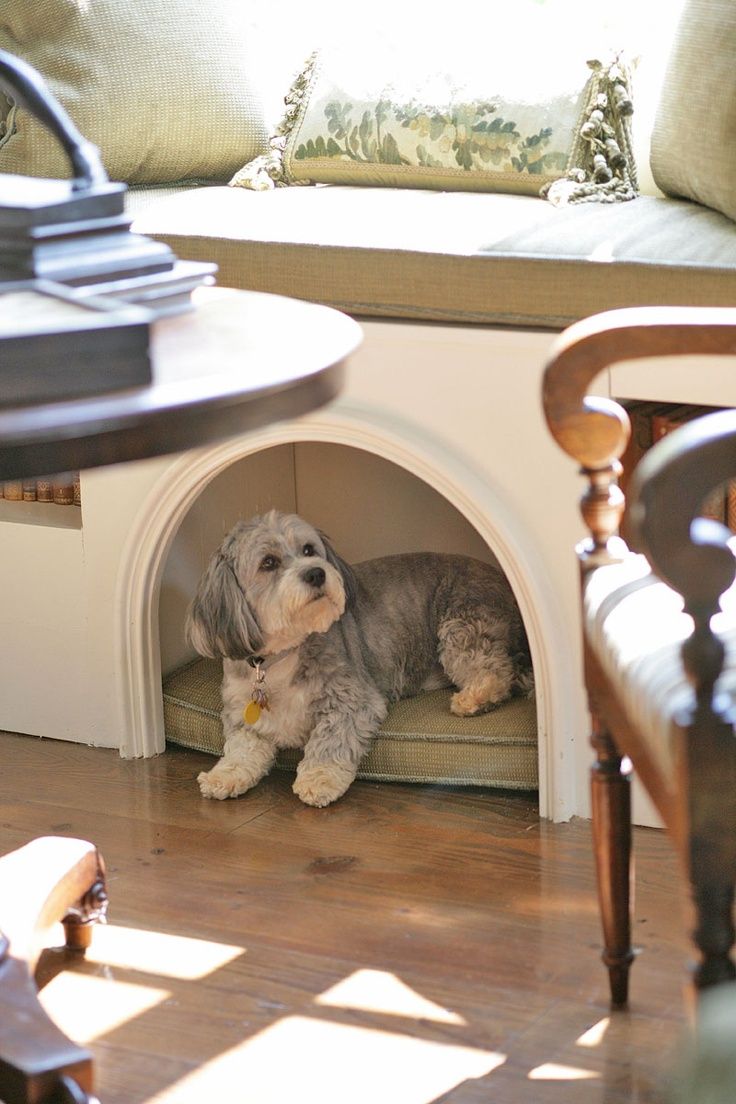 The Most Adorable Hypoallergenic Dog Breeds That Won't Leave Hair Everywhere Hyp