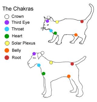 The Dog That Heals Humans With Crystals The Dog That Heals Humans With Crystals